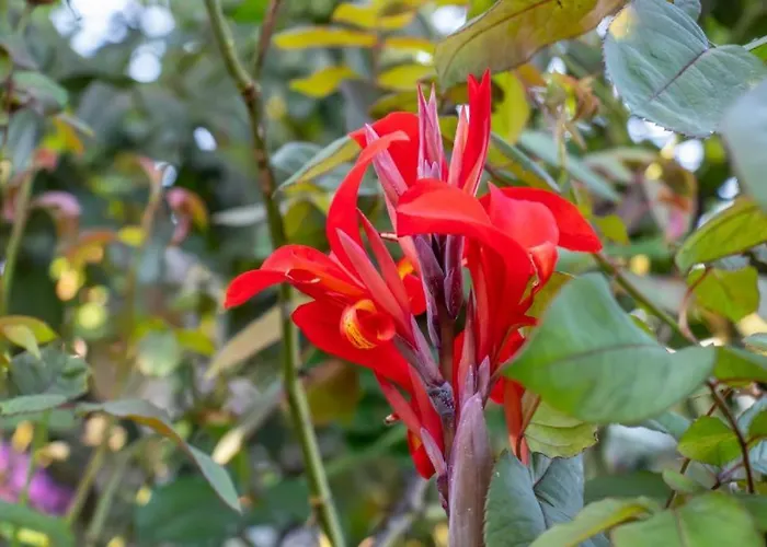 Beachfront Romantica Place Ground Floor Apartment