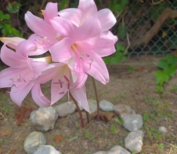 Beachfront Romantica Place Ground Floor * Agia Pelagia Chlomou